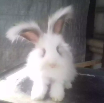 Kelinci English Anggora