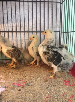 Jual ayam hias jenis poland