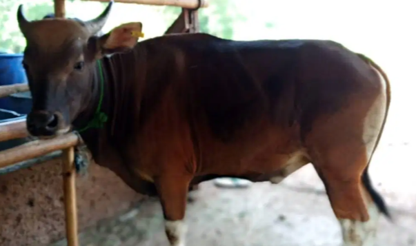 jual sapi hidup 250 kilo untuk potongan hajatan pesta haul maulidan