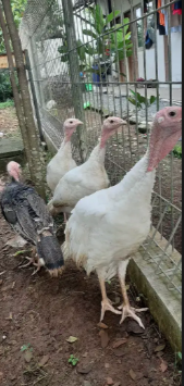 Jual ayam kalkun sehat