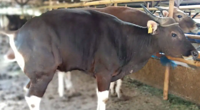sapi potong 250 kilo untuk hajatan syukuran pesta nazar maulid haul