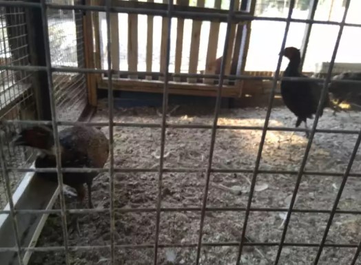 Ayam hutan ringneck ijo sepasang anakan