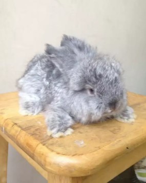 Kelinci english anggora siapp adopsi