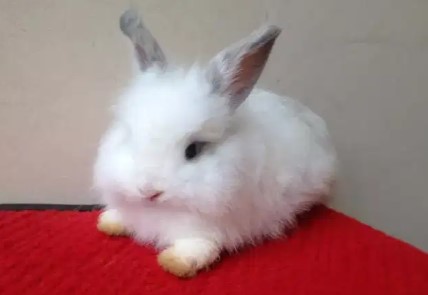 kelinci hias English Anggora Ea By Ervisa Rabbits