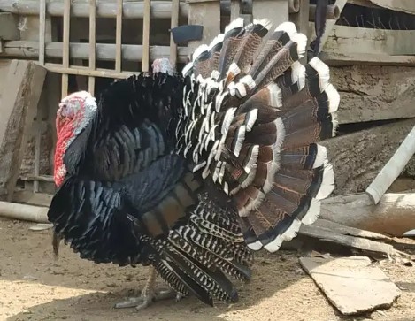 Kalkun Jantan produktif