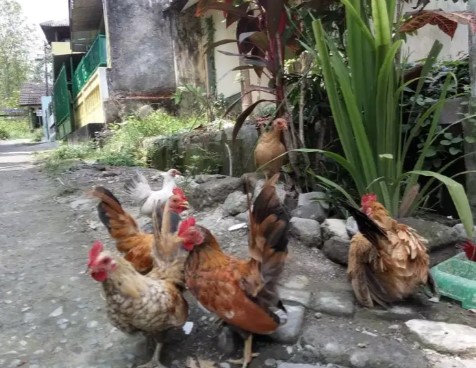 Ayam kate borongan