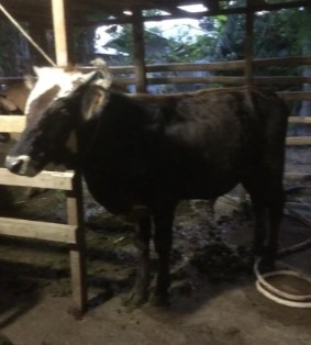 Lembu/sapi jantan peranakan limosin dan brangus
