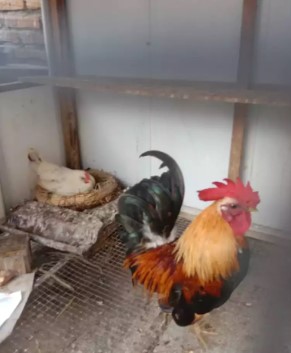 ayam kate 1pasang