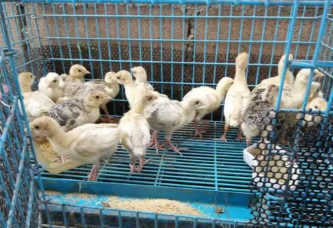 Anak Ayam Kalkun Naragan, White Holland dan Palm GRATIS Ongkos Kirim