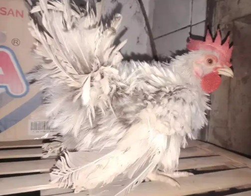 Ayam kate walik jantan betina tema