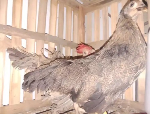 Ayam kate walik jantan betina tema