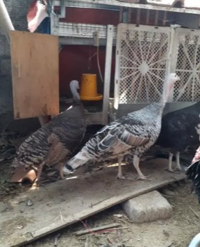 Kalkun betina dewasa