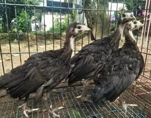 Anakan kalkun black Spanish