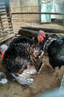 ayam kalkun bronze jantan