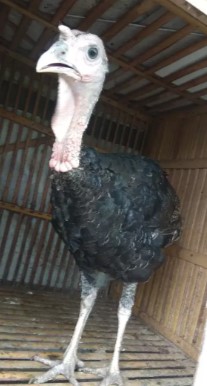 Ayam kalkun remaja jantan