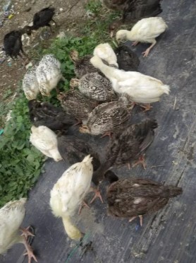 Anakan Kalkun Usia 3 Minggu