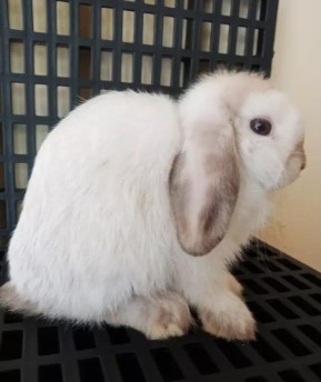 Kelinci Hollan Lop