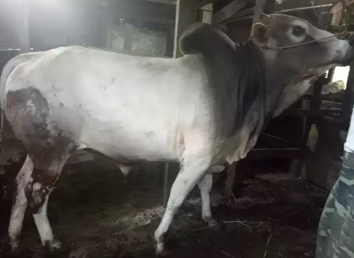 sapi aceh