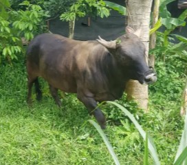 sapi bali warna hitam