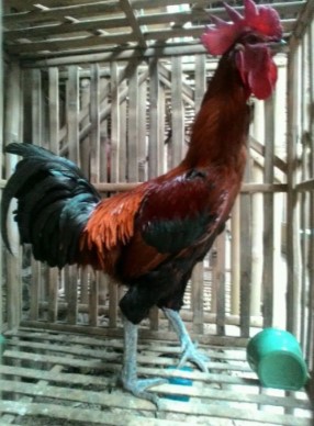 ayam hias pelung