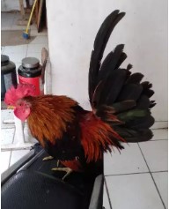 Ayam kate masih keturunan cemani