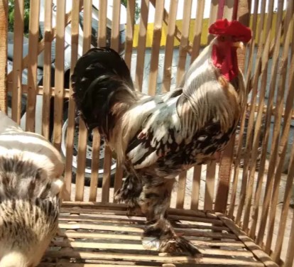 Sepasang Ayam Brahma siap Ternak lokasi Jakarta GRATIS ONGKIR JKT&TGR