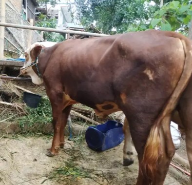 SAPI LIMOSIN SUPER