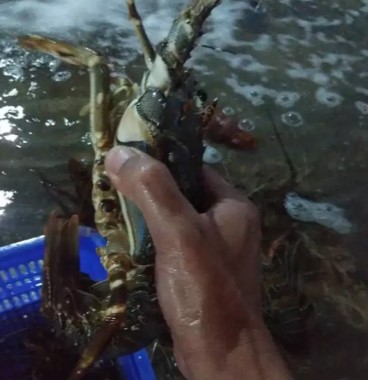 Indukan Udang Lobster air tawar PerBOXS Murah isi 4 pasang=8ekor.