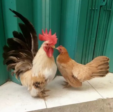 Ayam Kate Koleksi Pribadi Rawatan Bisa Dikirim Keseluruh Indonesia
