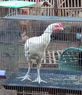 Ayam pelung putih