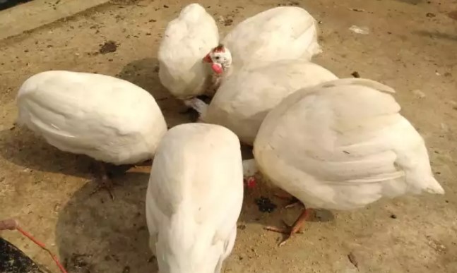 Ayam mutiara indukan/ekor