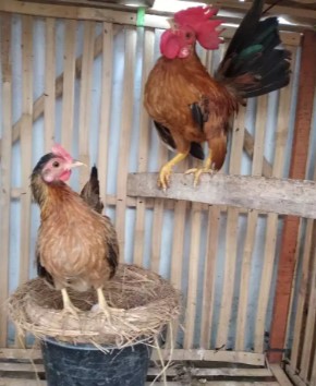 Ayam kate/serama 1 Jantan 2 betina