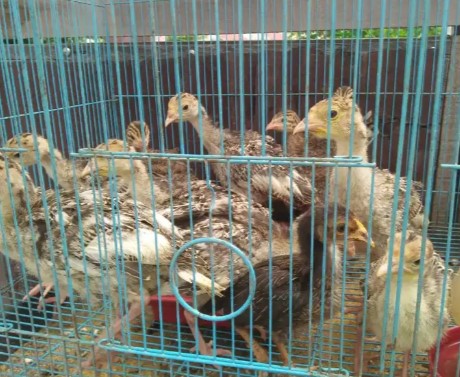 anak ayam kalkun