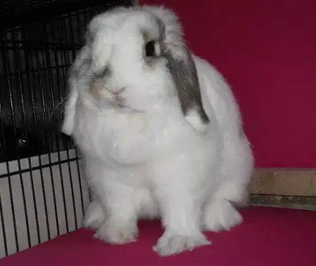 Kelinci holand lop betina