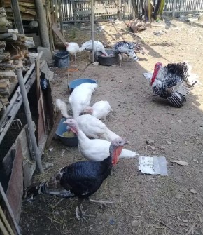 Kalkun albino sepasang muda 4 bln