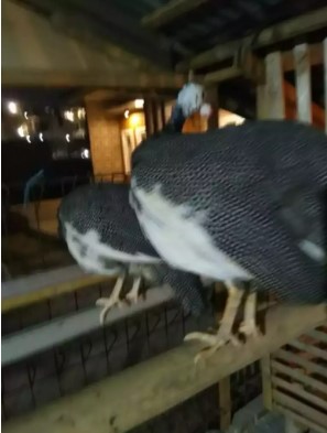 Ayam mutiara indukan plangkok/ekor