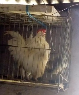 Ayam Kate putih