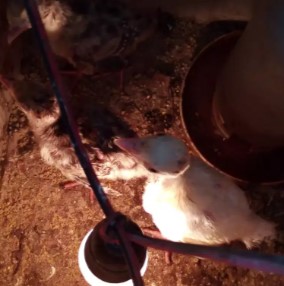 Anakan ayam kalkun umur 3 minggu