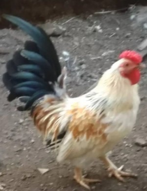 Ayam hias/Kate jinak