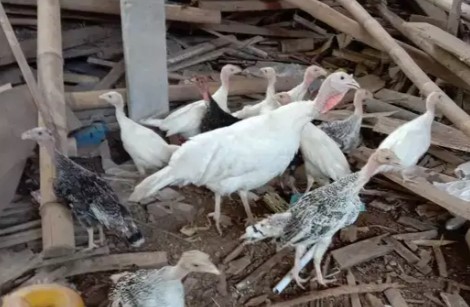 AYAM KALKUN (umur 3bulan) obral murah