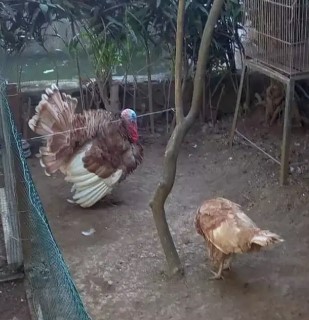 Kalkun dewasa bourben red sepasang