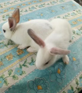 Kelinci umur 1 bulan