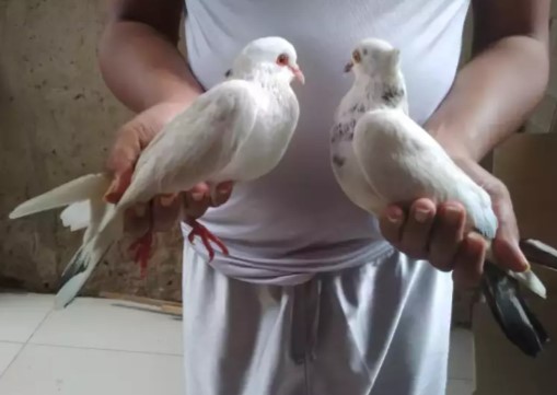 Burung Dara Putih Merona Jual Beli Hewan Jadi Mudah