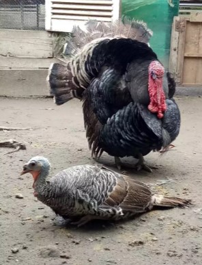 Ayam kalkun sepasang