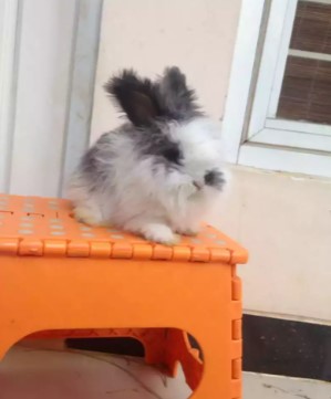 Kelinci Hias english anggora umur 3bln