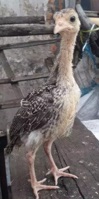 Ayam kalkun anakan cakep