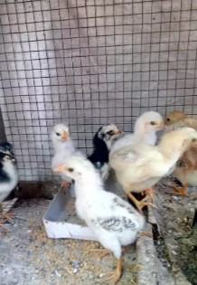 Anak ayam kampung 7 ekor umur 5 hari