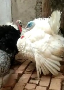 kalkun dewasa siap kawin bertelur