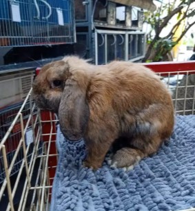 Kelinci holland lop jantan