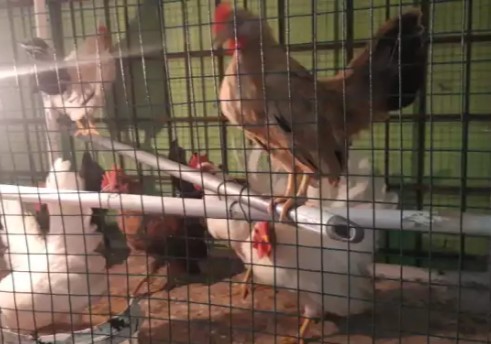 ayam kate umur4-6bulan